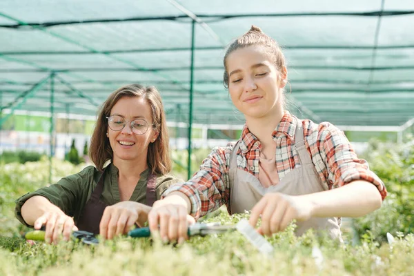 Due Lavoratrici Felici Grandi Cime Taglio Serra Piante Che Crescono — Foto Stock