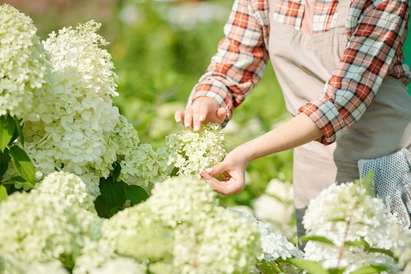 Giovane Giardiniere Femminile Contemporaneo Lavoratore Serra Che Tocca Fiore Nuovo — Foto Stock