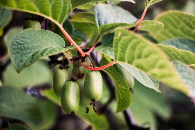 Actinidia bitki meyve kivi yeşil yaprakları yaz