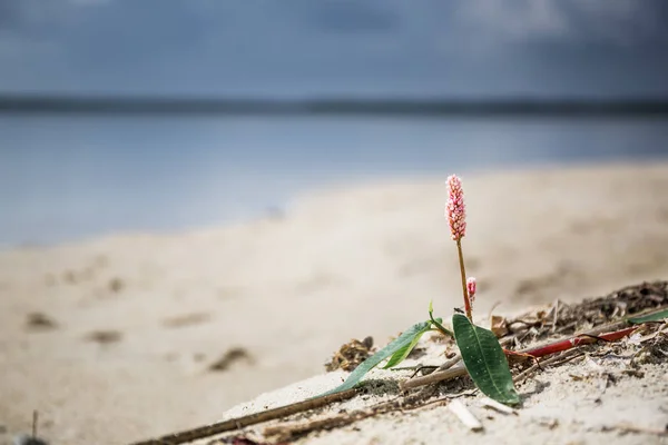 Piantaggine Sulla Spiaggia Estate — Foto Stock