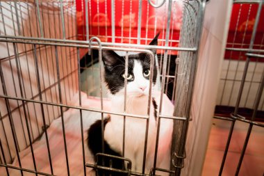 evsiz kedi içinde belgili tanımlık kafes gönüllü Fuarı asıl arıyorum