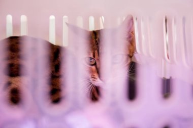 evsiz kedi içinde belgili tanımlık kafes gönüllü Fuarı asıl arıyorum