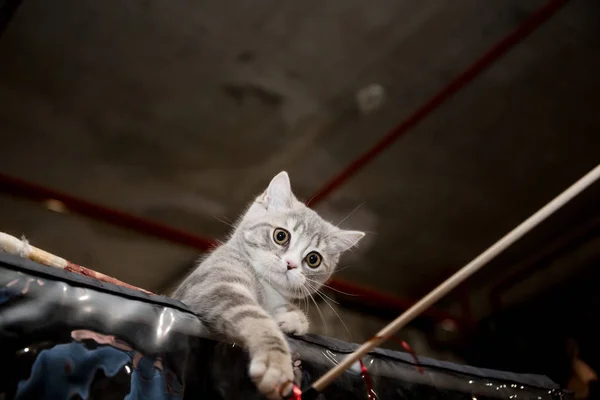 Gato Sem Teto Procura Mestre Feira Voluntários — Fotografia de Stock