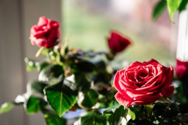 Kırmızı gül çiçek erkek St Sevgililer günü