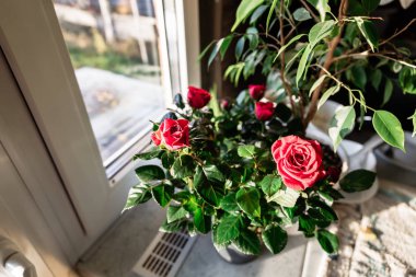 Kırmızı gül çiçek erkek St Sevgililer günü