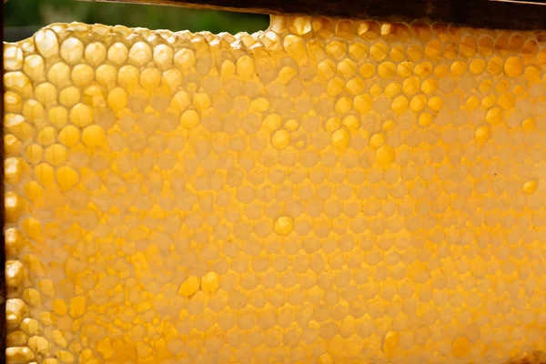 Gelbliche Waben Leer Und Mit Honig Gefüllt — Stockfoto