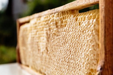 yelllow boş peteğin ve bal ile dolu