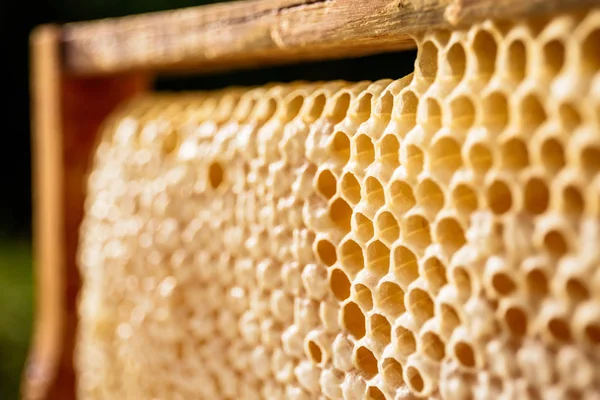 Yelllow Honeycombs Empty Filled Honey — Stock Photo, Image