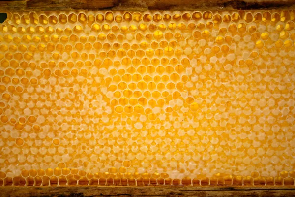 Жовті солодощі порожні і наповнені медом — стокове фото
