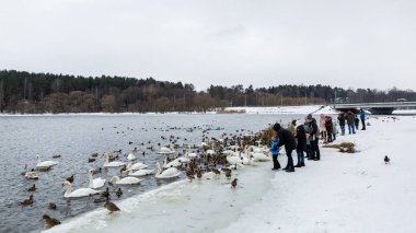 Aç kuşlar besleme gönüllü grup insanlar bir sürü beyaz kuğu ve kışın nehirde Yüzme ördekler.