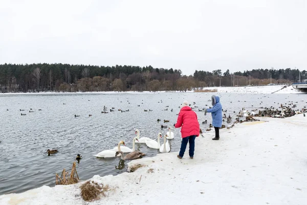 Karmienia głodnych ptaków, wiele białe łabędzie i kaczki pływanie w rzece w zimie. — Zdjęcie stockowe
