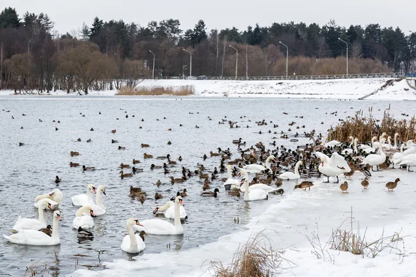 Karmienia głodnych ptaków, wiele białe łabędzie i kaczki pływanie w rzece w zimie. — Zdjęcie stockowe