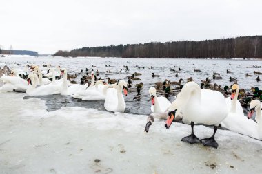 Aç kuşlar besleme, bir sürü beyaz kuğu ve kışın nehirde Yüzme ördekler.