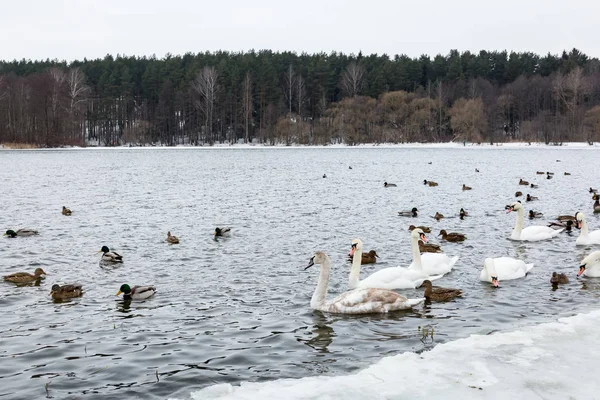 Alimentar aves hambrientas, muchos cisnes blancos y patos nadando en el río en invierno . —  Fotos de Stock