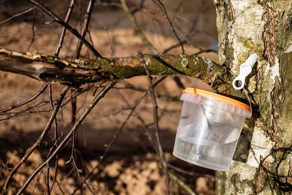 Cosecha de savia de abedul en el bosque en primavera en marzo y abril — Foto de Stock