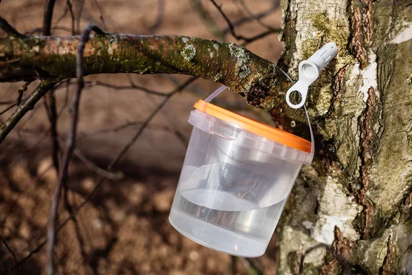 Harvesting birch sap in the forest in spring in March and April Royalty Free Stock Images