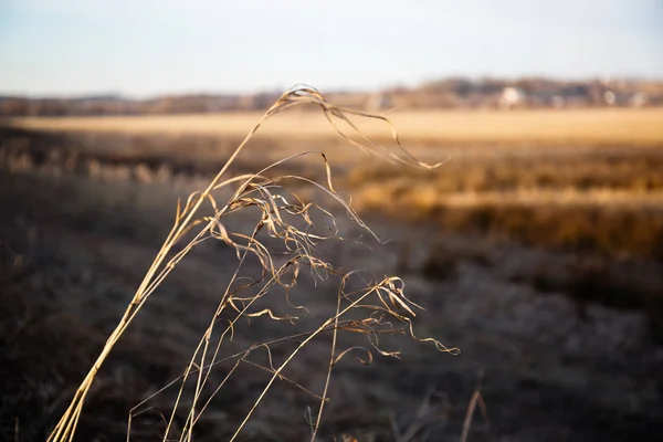 在日落阳光下的田野的孤独的草叶 — 图库照片