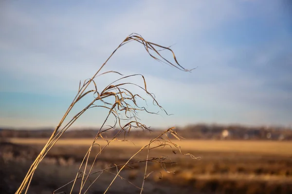 Samotny trawa ostrza gn pola w zachód światło słoneczne — Zdjęcie stockowe