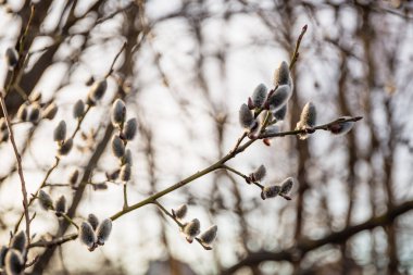 Willow tomurcukları çok dalları erken Bahar, seçici odak, kedi, kedicikler, Bahar arka plan.