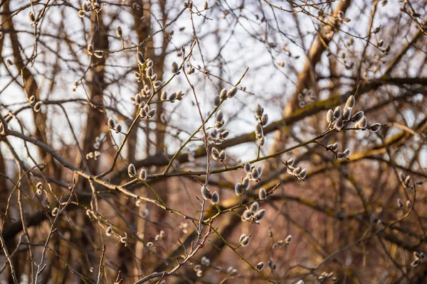 Willow větve s pupeny v Předjaří, selektivní fokus, pussy, jehnědy, jaro pozadí. — Stock fotografie