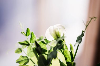 Yeşil bezelye bitki penceresinde beyaz çiçekli