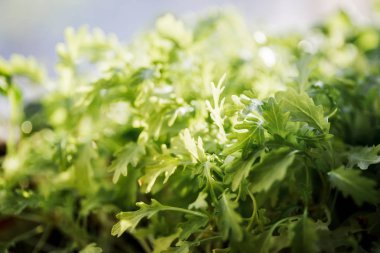 Organik Arugula, salata roket marul, Eruca sativa, organik bir bahçede büyüyen