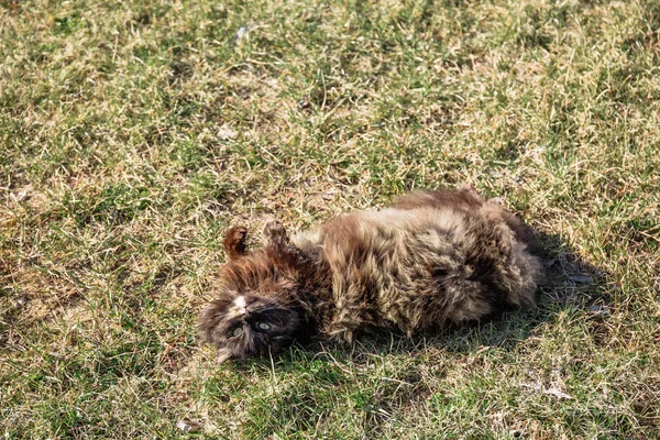 Portrait of a female gray brown cat lying on its back in the grass — Stock Photo, Image