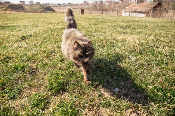 Ritratto di un gatto marrone grigio femmina che corre incontro a te — Foto Stock