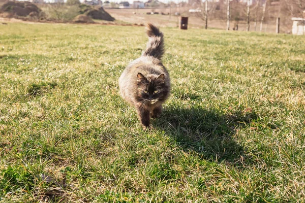 Portrait of a female gray brown cat running to meet you