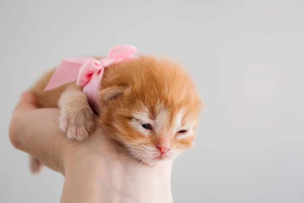 Mignon Chaton Nouveau Ne Rouge Et Blanc Ou Gingembre Avec Arc Rose Sur La Main Une Semaine Et Demie Petit Chat Photographie Zdasiuk Gmail Com C Mignon Chaton Nouveau Ne Rouge Et Blanc Ou Gingembre Avec Arc Rose Sur La Main Une Semaine Et Demie Petit Chat Photographie Zdasiuk Gmail Com C