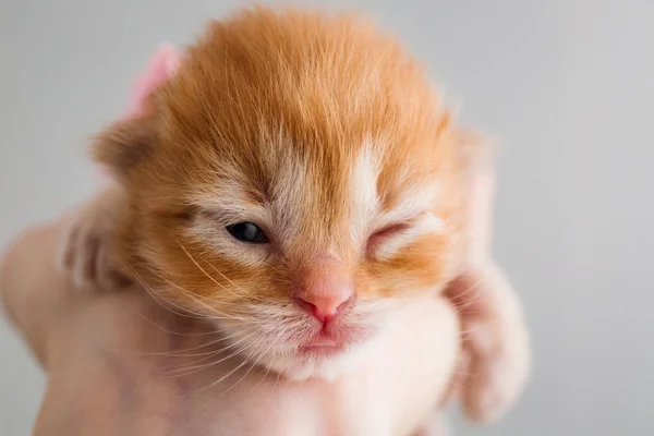 Cute Red and White or Ginger Kitten. One and half weeks Little Cat — Stock Photo, Image