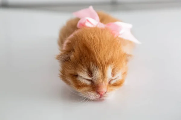 Cute czerwone i białe lub Ginger noworodka Kitten z różowym łuku na rękę. Jeden i pół tygodnia mały kot — Zdjęcie stockowe