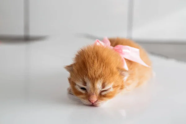 Gatinho recém-nascido bonito vermelho e branco ou gengibre com laço rosa na mão. Uma semana e meia Little Cat — Fotografia de Stock