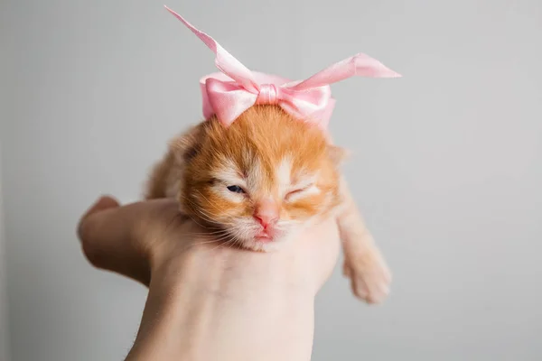 Niedliche rot-weiße oder Ingwer neugeborene Kätzchen mit rosa Schleife an der Hand. Eineinhalb Wochen kleine Katze — Stockfoto