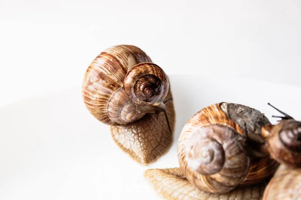 Escargots de jardin isolés sur fond blanc — Photo