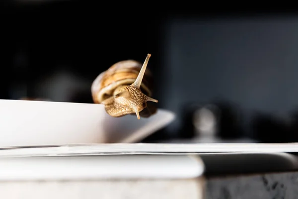 Escargots de jardin isolés sur fond blanc — Photo