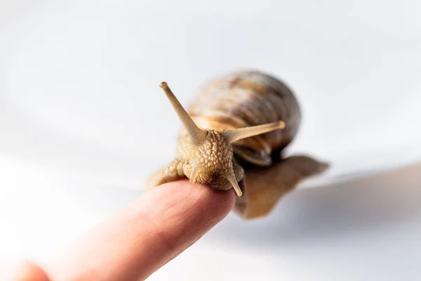 Escargots de jardin sur le doigt isolé sur fond blanc — Photo