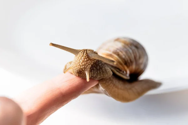 Escargots de jardin sur le doigt isolé sur fond blanc — Photo