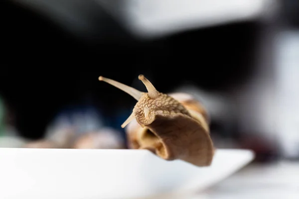 Escargots de jardin isolés sur fond blanc — Photo