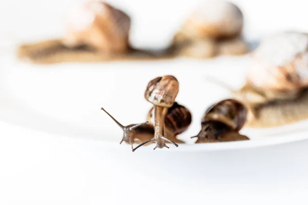 Caracoles de jardín aislados sobre fondo blanco — Foto de Stock