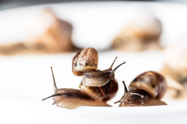 Escargots de jardin isolés sur fond blanc — Photo