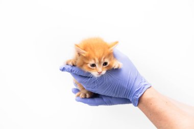 Kontrol ve beyaz arka plan izole bir veteriner kliniğinde bir doktor tarafından bir zencefil kedi yavrusu tedavisi, evcil hayvan aşısı.