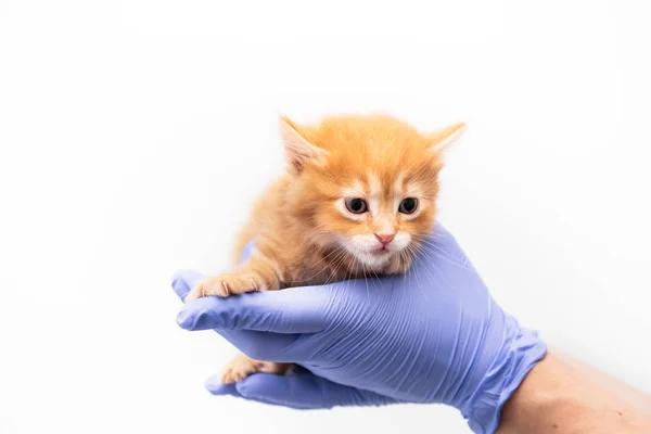 Untersuchung und Behandlung eines Ingwerkätzchens durch einen Arzt in einer Tierklinik isoliert auf weißem Hintergrund, Impfung von Haustieren. — Stockfoto