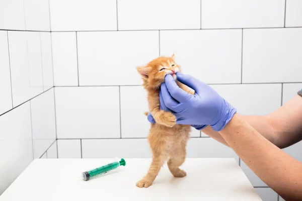 Un veterinario comprueba la boca y los dientes de un gato en una clínica veterinaria aislada sobre fondo blanco . — Foto de Stock