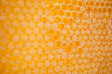 yelllow boş peteğin ve bal ile dolu