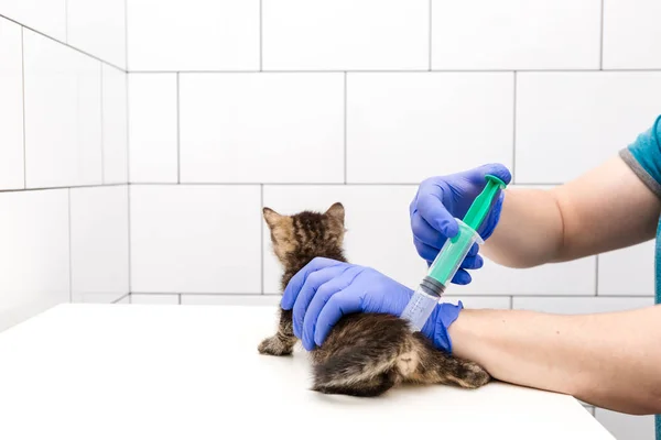 Chequeo y tratamiento de un gatito por un médico en una clínica veterinaria aislado sobre fondo blanco, vacunación de mascotas . — Foto de Stock