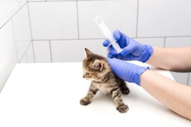 Beyaz arka planda izole edilmiş bir veteriner kliniğinde bir doktor tarafından bir kedi yavrusunun kontrolü ve tedavisi, evcil hayvanların aşılanması.