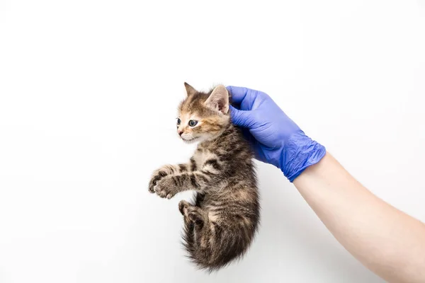 兽医诊所的医生对小猫的检查和治疗，在白色背景上隔离，为宠物接种疫苗，由衣领抱着. — 图库照片