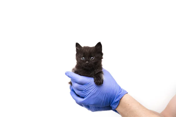 在兽医诊所接受医生对小猫的检查和治疗，在白色背景上隔离，为宠物接种疫苗. — 图库照片