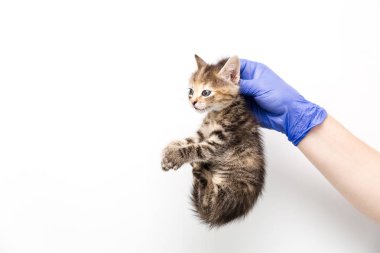 Beyaz arka planda izole edilmiş bir veteriner kliniğinde bir doktor tarafından kedi yavrusunun kontrolü ve tedavisi, evcil hayvanların aşılanması, yaka tarafından tutulan.